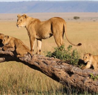 Uganda Rwanda Tanzania gorillas primates chimpanzees and Ngorongoro Serengeti Tarangire safaris combined