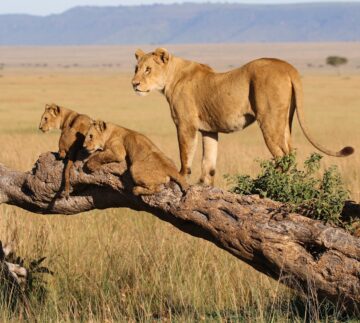 Uganda Rwanda Tanzania gorillas primates chimpanzees and Ngorongoro Serengeti Tarangire safaris combined