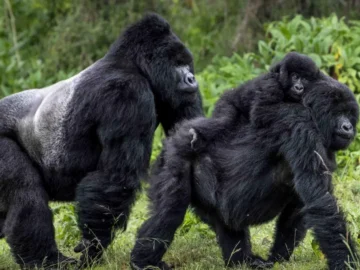 trek-Uganda-mountain-gorillas Uganda Rwanda safariÂ