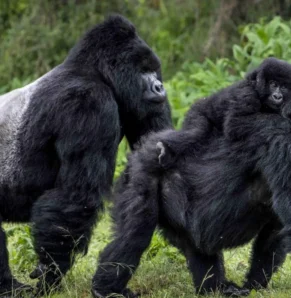 Uganda Rwanda safari 