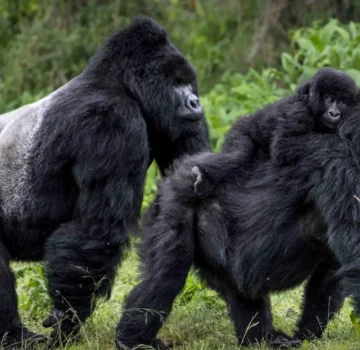 Uganda Rwanda safari 