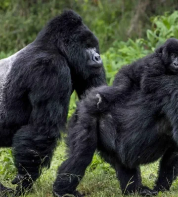 Uganda Rwanda safari 