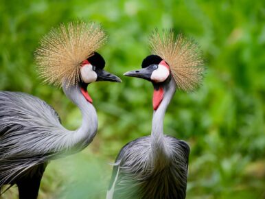 uganda-cranes-header